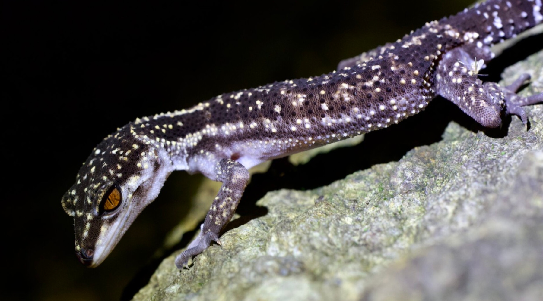 Yambaru ground gecko：Goniurosausus nebulozonatus