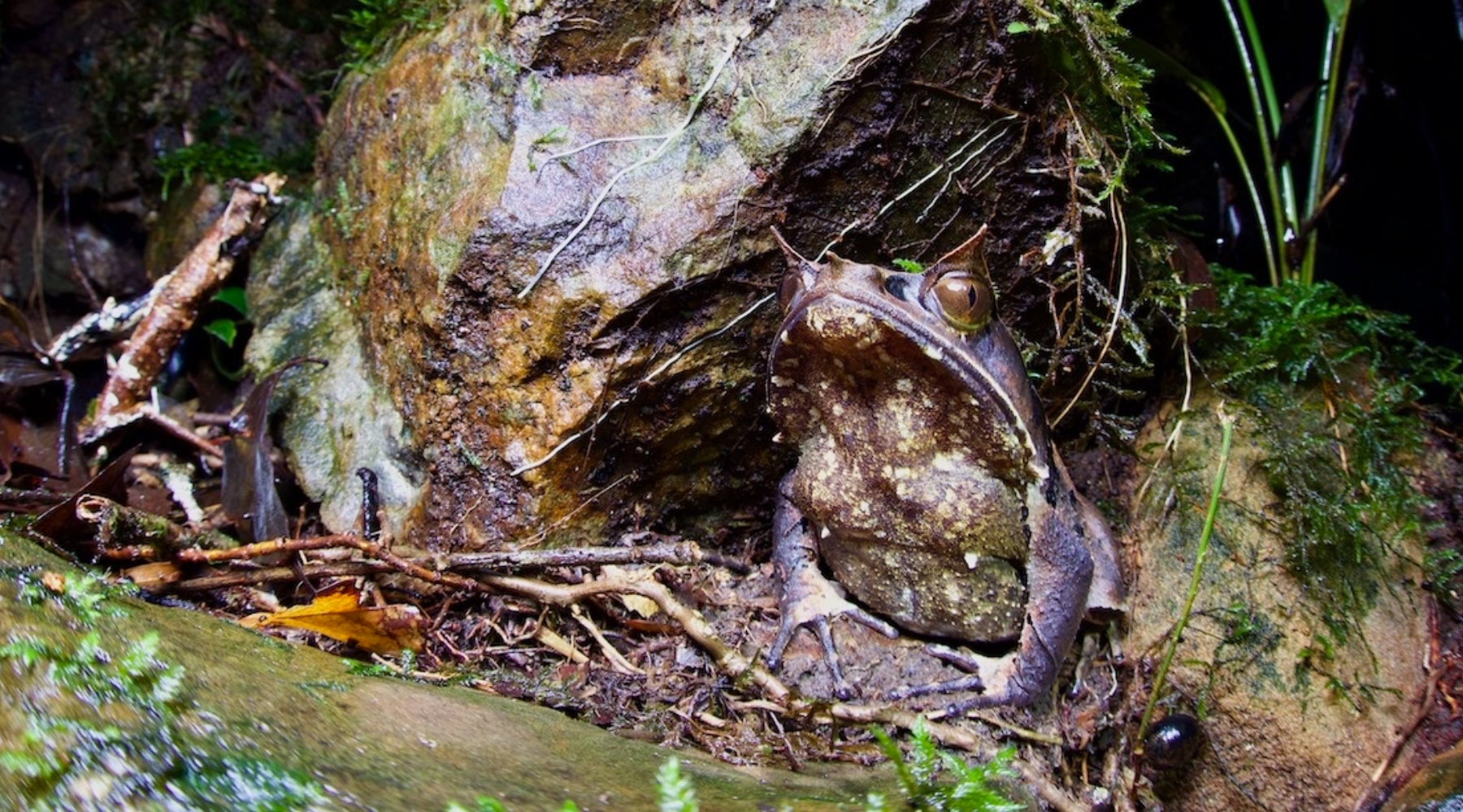 Long-nosed horned frog：Megophrys nasuta