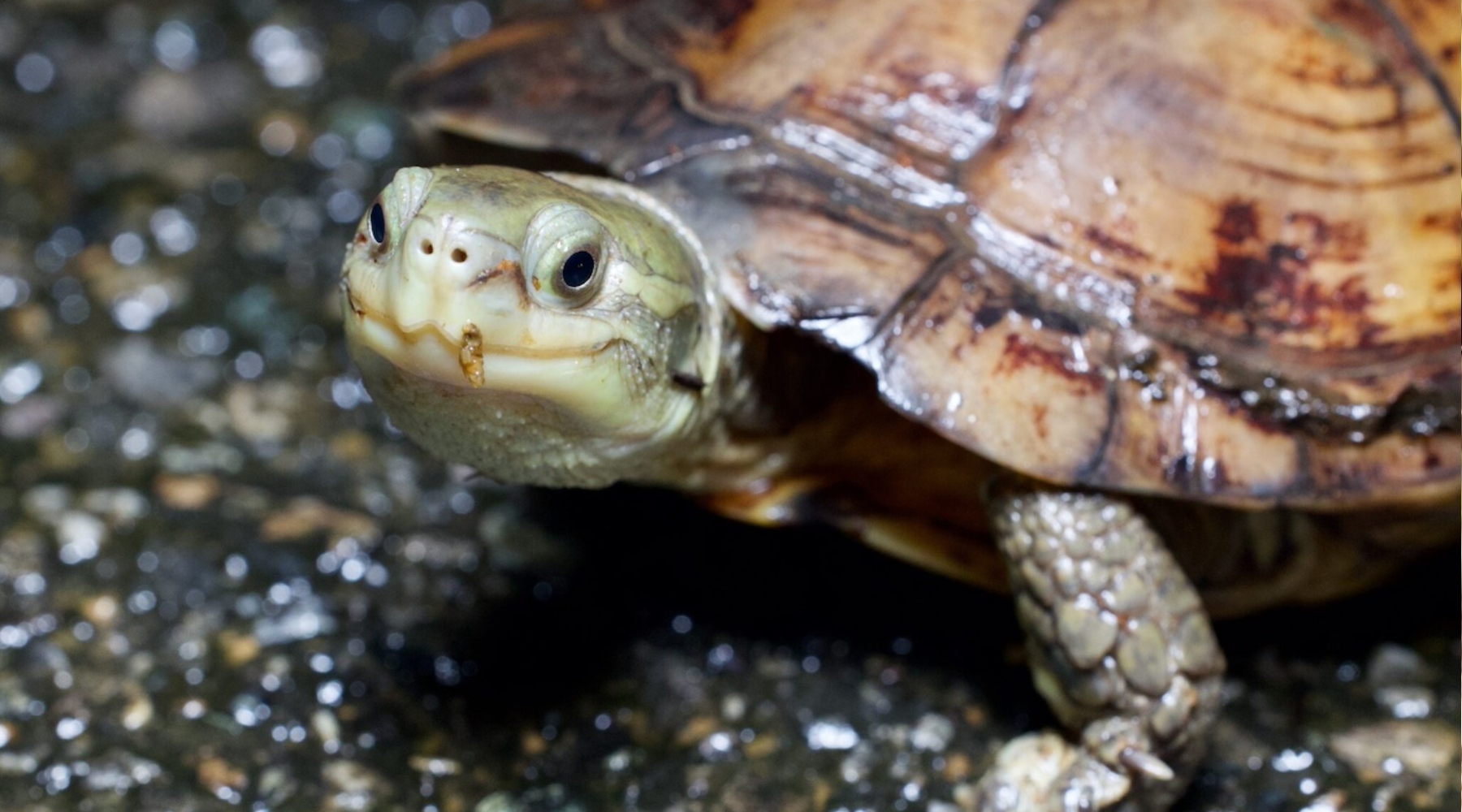 Asian brown pond turtle：Mauremys mutica kami 