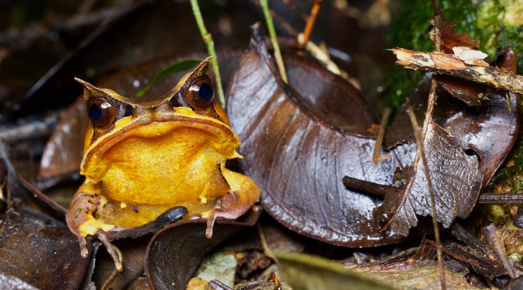 Bornean Horned Frog：Pelobatrachus nasutus