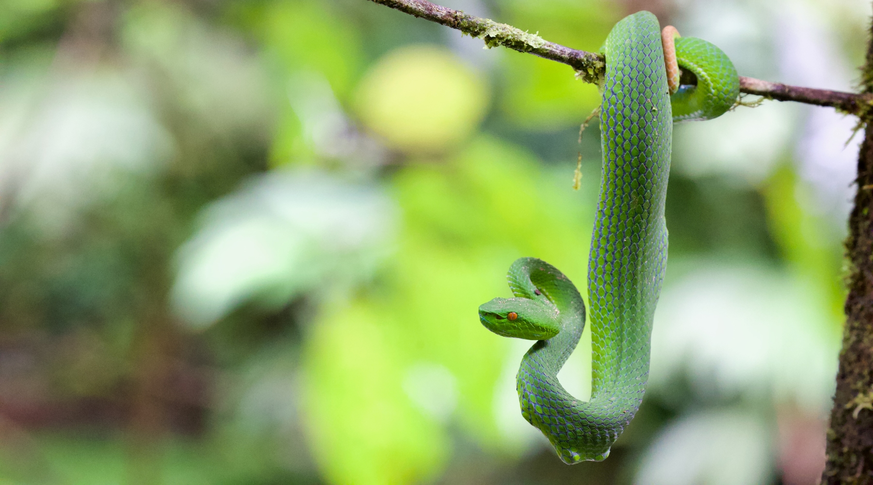 Sabah pit viper：Trimeresurus sabahi