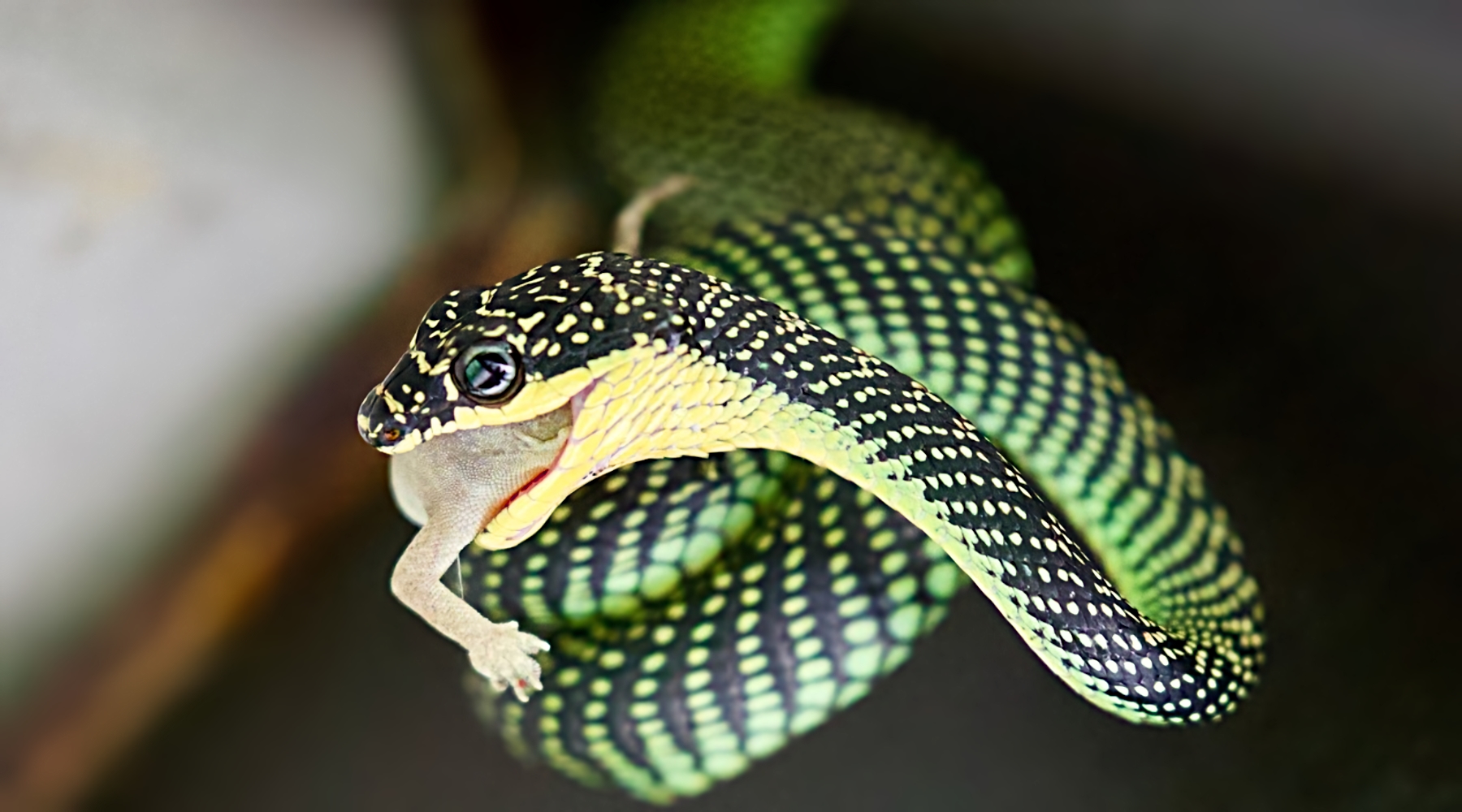 Paradise flying snake：Chrysopelea paradisi