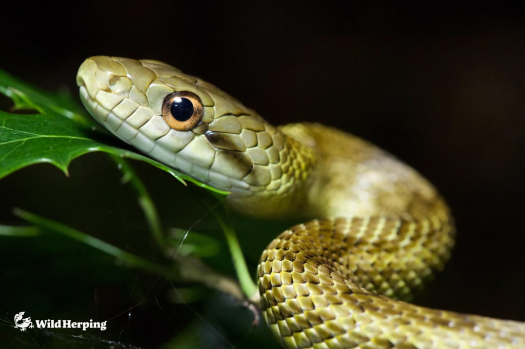 メインビジュアル（へび）