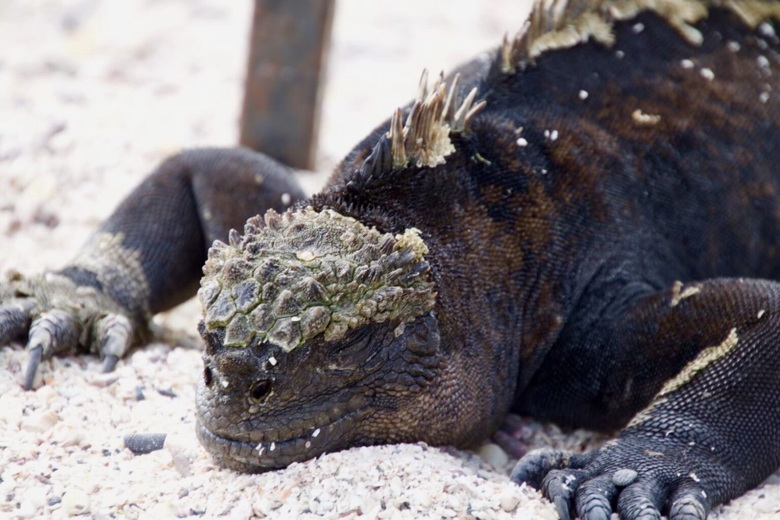 Galápagos Marine Iguana (Amblyrhynchus cristatus) | Wildlife ...