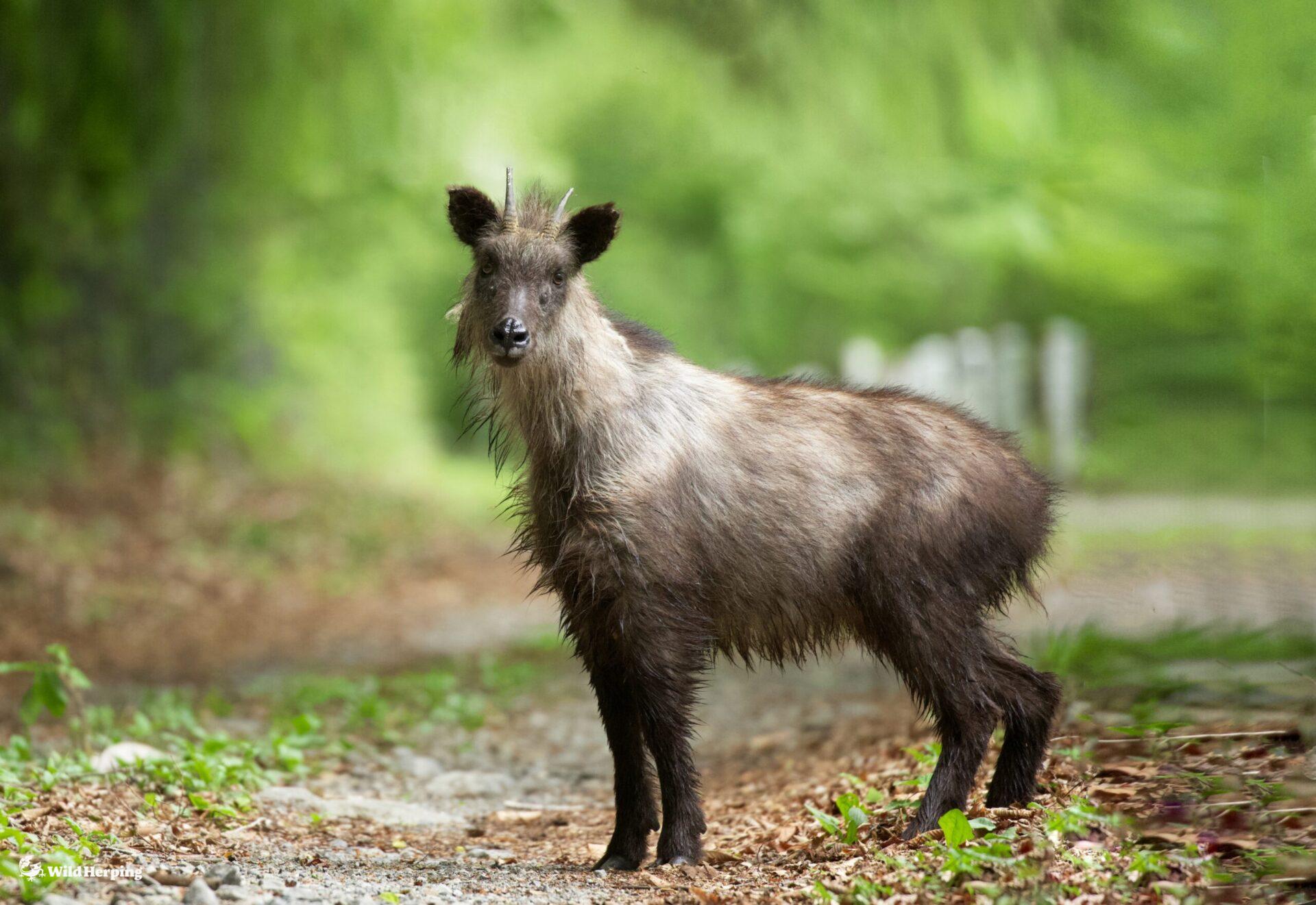 Japanese Serow Wildlife Tokyo WildHerping Japanese Serow Wildlife Tokyo WildHerping