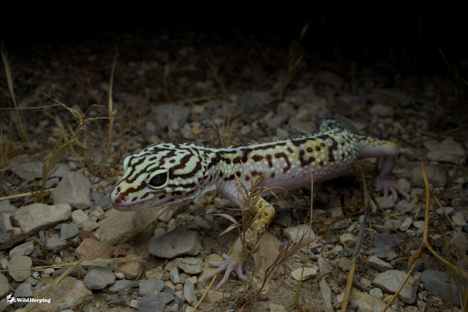 【No.240】ブルーグリーングラデーション トカゲ ヤモリ レオパ 野生のレオパ探してきました|イランハーピング | WildHerping