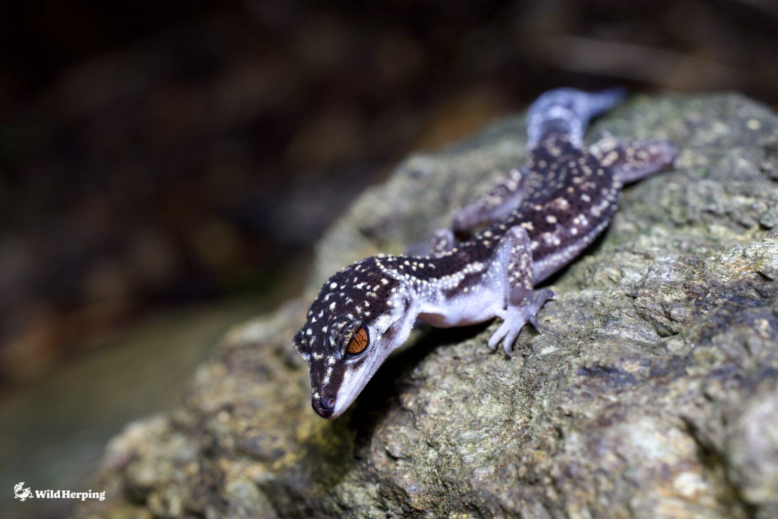Observing the Newly Discovered Yambaru Ground Gecko (Goniurosaurus ...