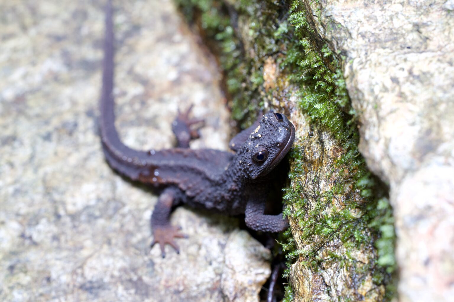 Anderson's Crocodile Newt: A Fascinating Herping Find in Okinawa, Japan ...