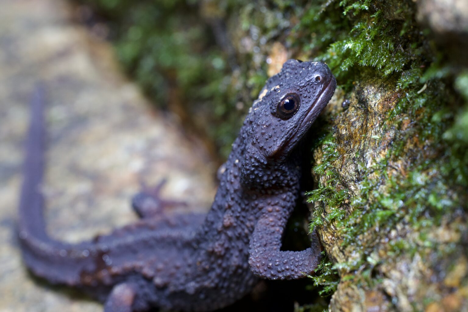 Anderson's Crocodile Newt: A Fascinating Herping Find in Okinawa, Japan ...