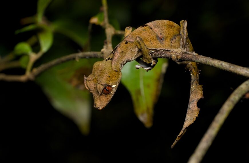 How to Observe Wild Satanic Leaf-Tailed Geckos in Madagascar | Habitat and Field Guide