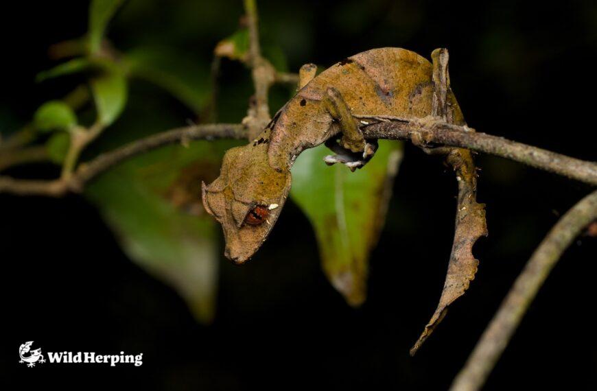 How to Observe Wild Satanic Leaf-Tailed Geckos in Madagascar | Habitat and Field Guide