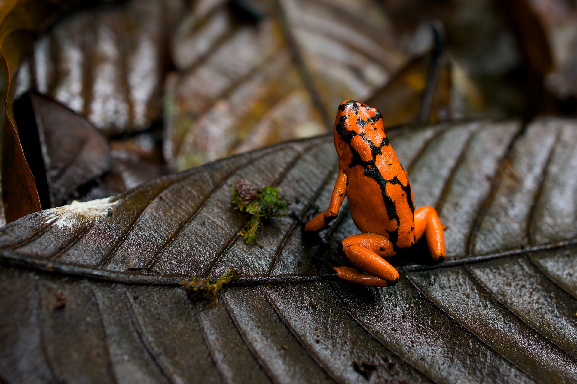 カエル様 ブラック ブラウン レザー 27.5 コロンビア・チョコ熱帯雨林で観察したカエルたち | WildHerping