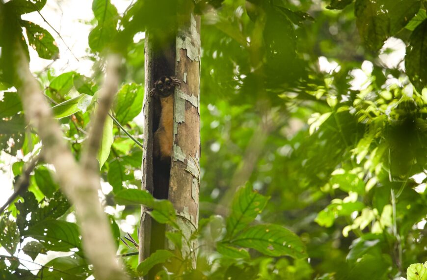 The World’s Only Nocturnal Monkey — The Fascinating Life of the Night Monkey