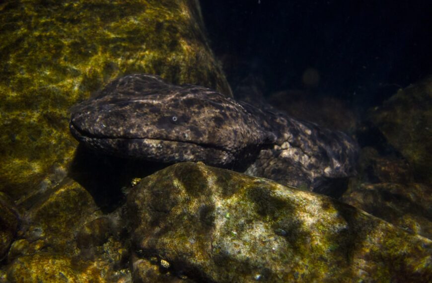 How to Find the Japanese Giant Salamander — the World’s Largest Amphibian