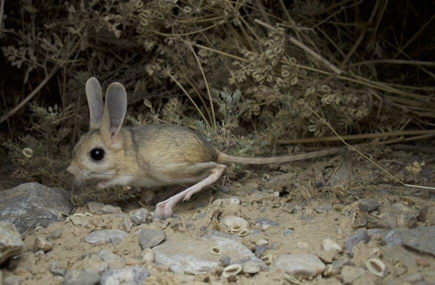 イランで観察した野生動物たち