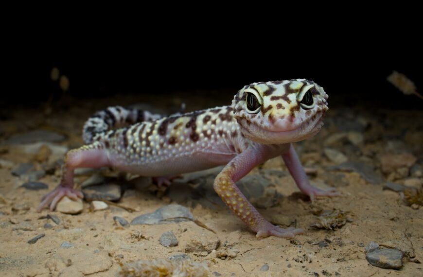 野生のレオパ３種類を探す（ヒョウモントカゲモドキ、オバケトカゲモドキ、トルクメニスタントカゲモドキ）