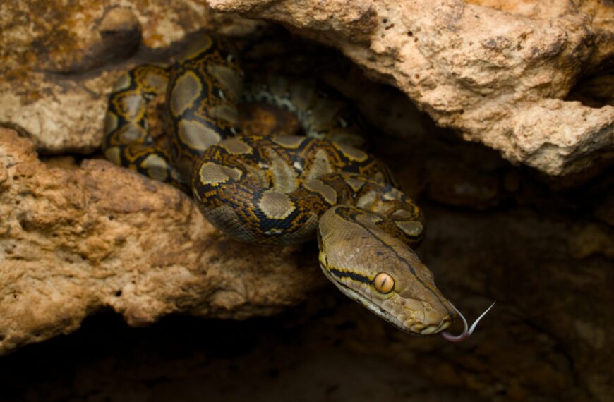 How to Find the World’s Largest Wild Snake – Reticulated Python
