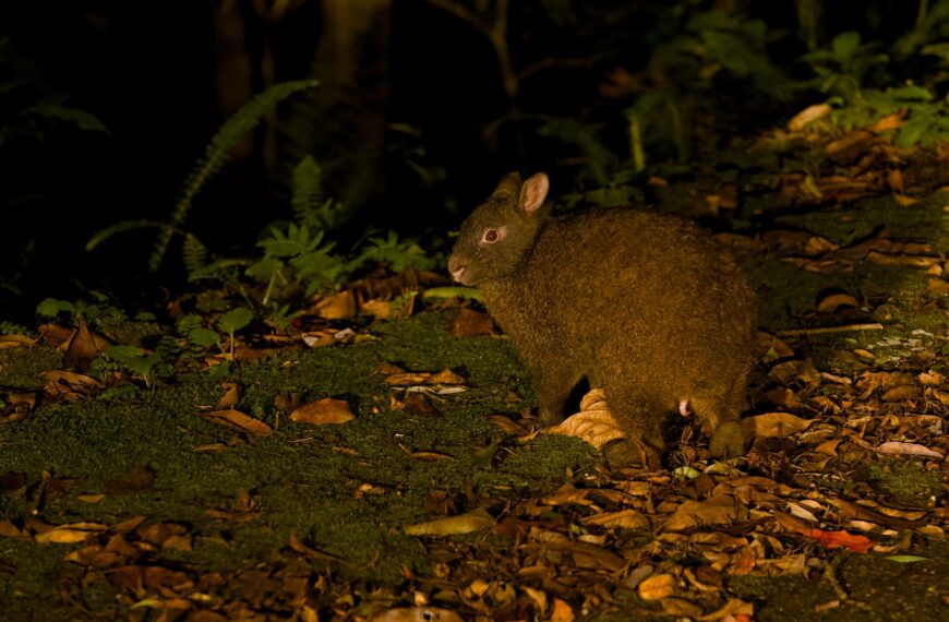 Wildlife Observed in Amami Oshima