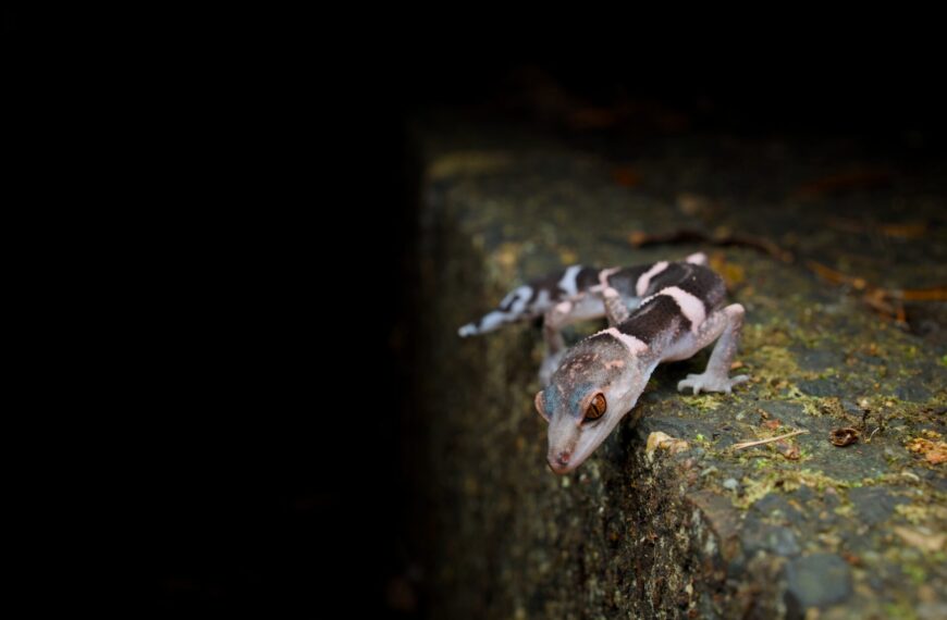 Encountering Endemic and Rare Wildlife on Tokunoshima