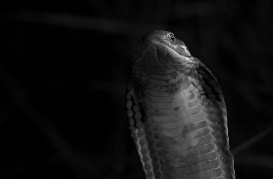 Searching for the King Cobra in Bali
