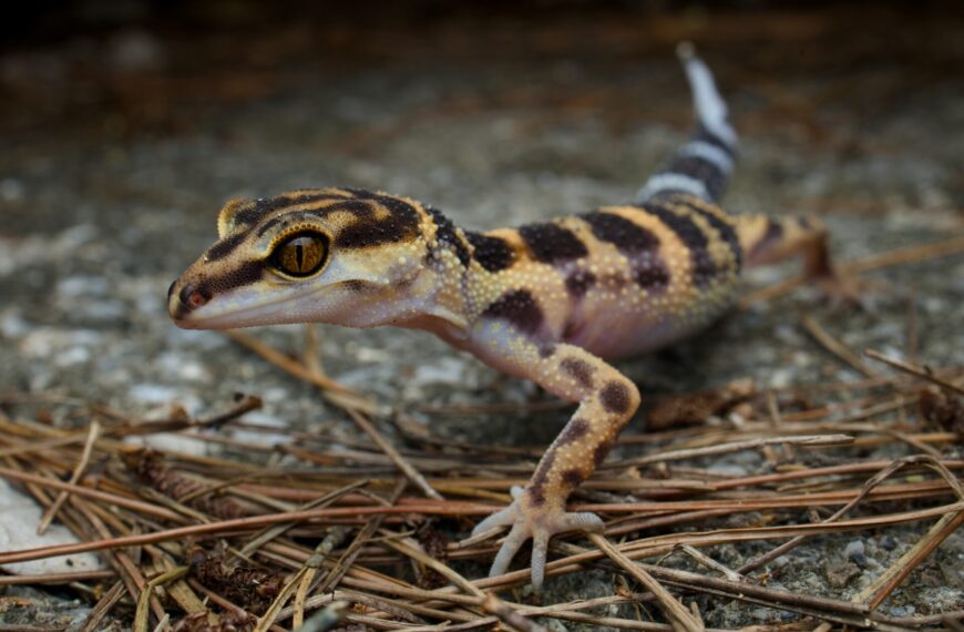 Night Herping in Tonakijima, Okinawa｜Searching for the Spotted Ground Gecko