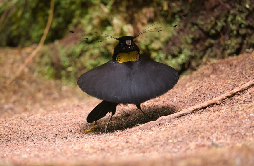 West Papua Birdwatching Report ②: Arfak Mountains Edition