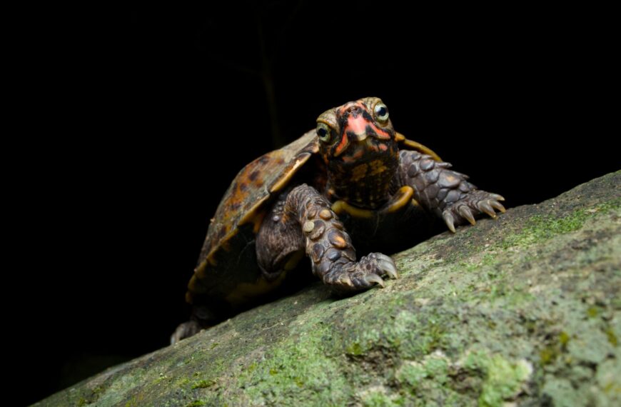 Exploring Wildlife on Kume Island: Night Herping for Kume Ground Gecko (Goniurosaurus yamashinae)