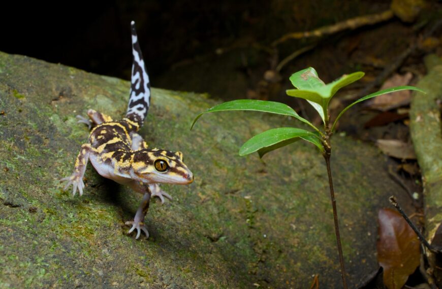 Comprehensive Guide to Japanese cave gecko Species: Habitats and Characteristics