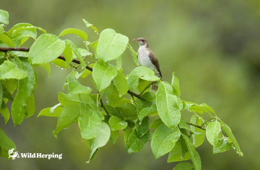 West Papua Birdwatching Report ③: Sorong Edition