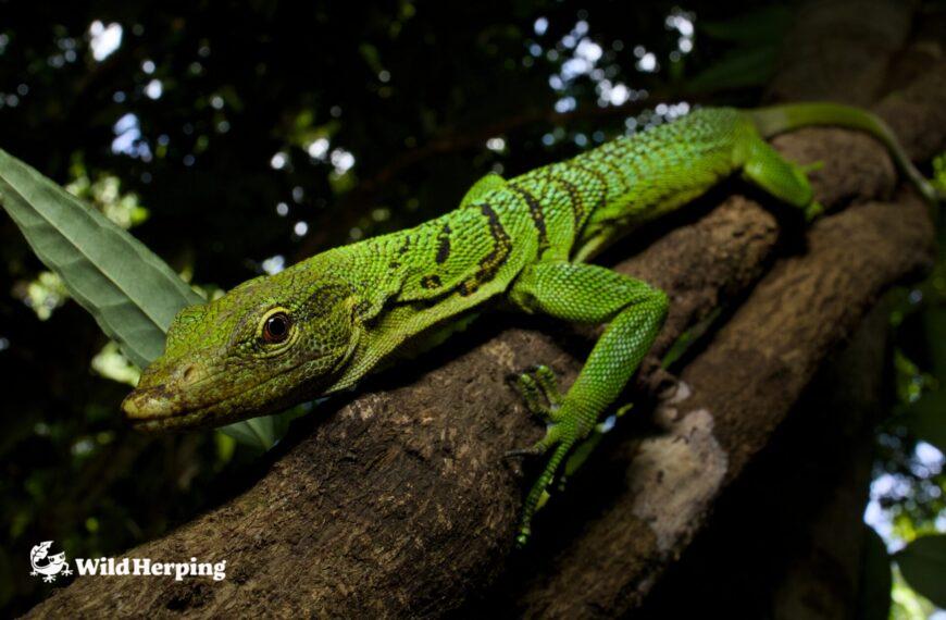 Observing the Wild Green Tree Monitor in Salawati Island