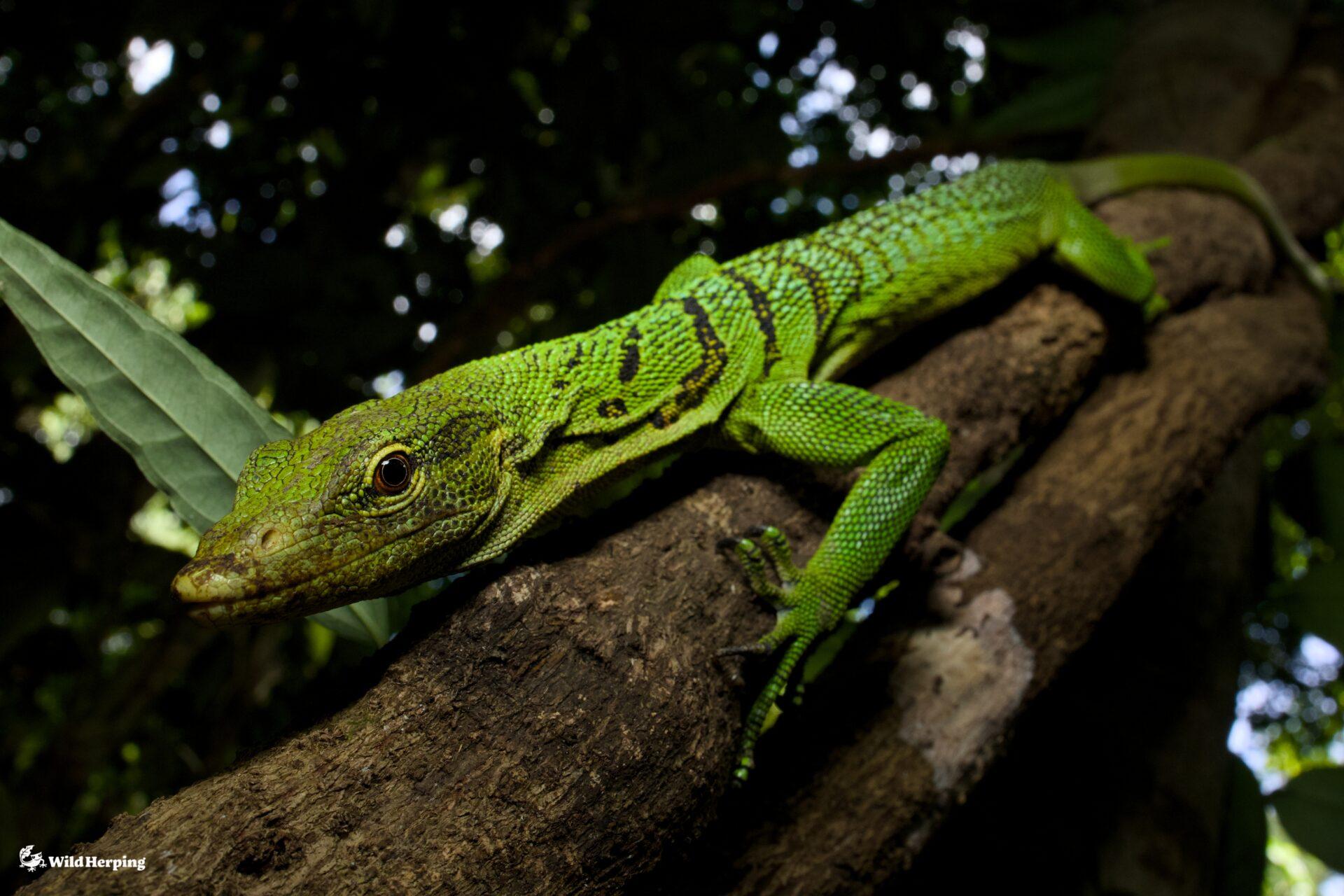 野生のツリーモニター｜グリーンツリーモニター編