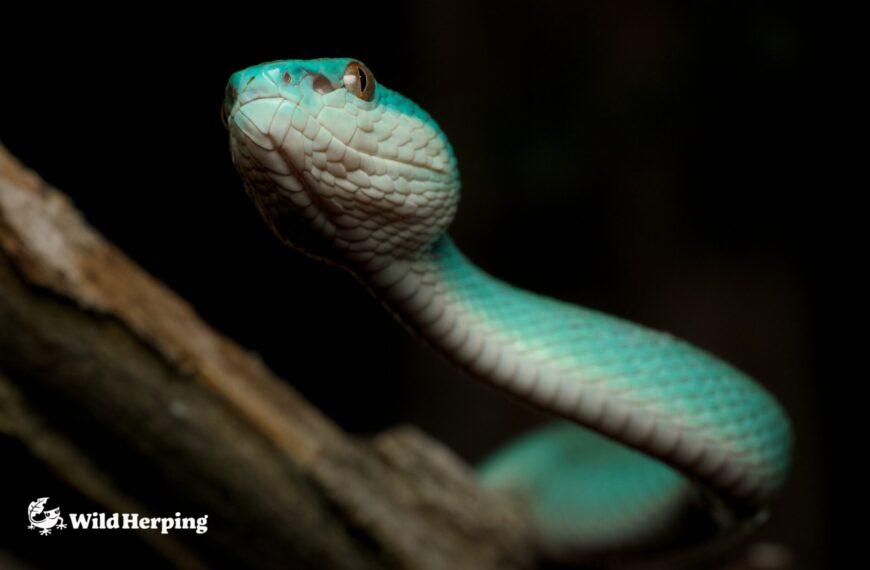 Herping Komodo|Wildlife in Komodo National Park①