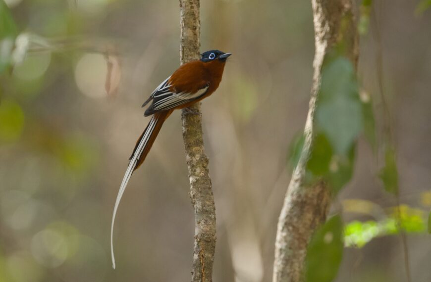 マダガスカルサンコウチョウのモルフ｜赤(Rufous),白（White)だけじゃない！？