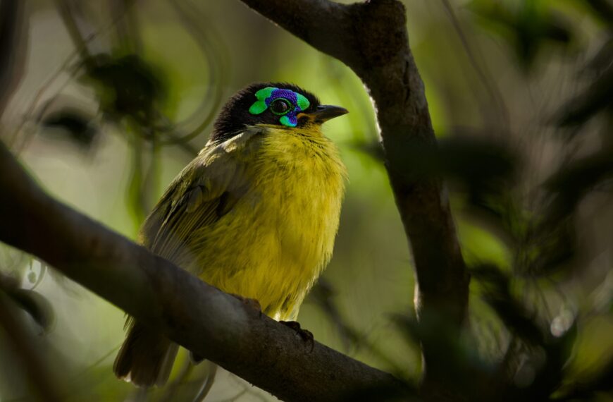 The Asity – Madagascar’s Masked Jewel