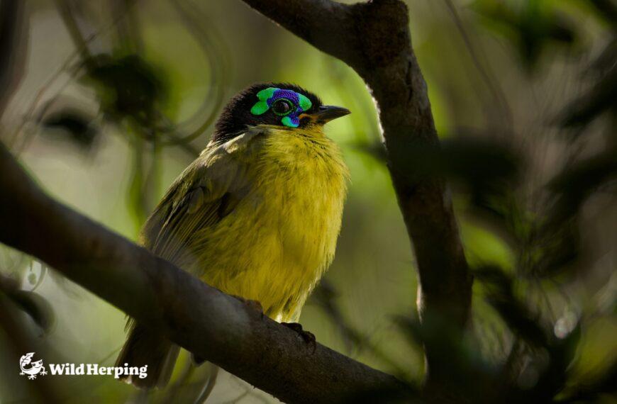 The Asity – Madagascar’s Masked Jewel