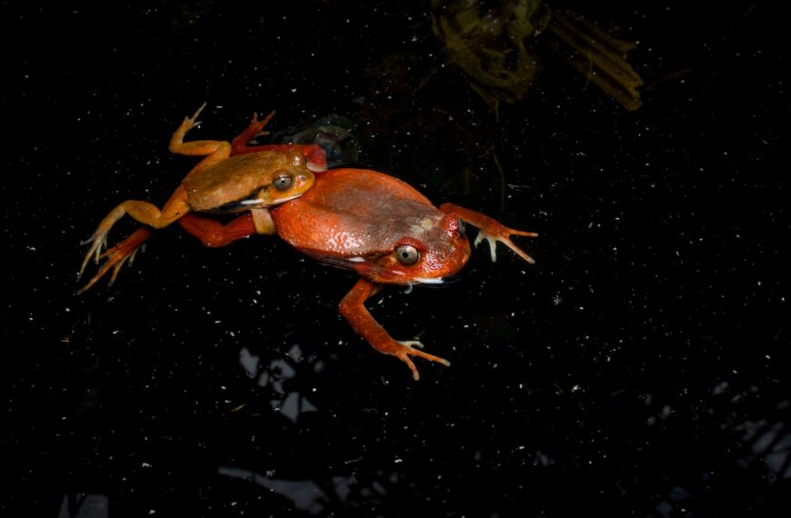 野生のトマトガエルの探し方と生息環境 | マダガスカルでハーピング！