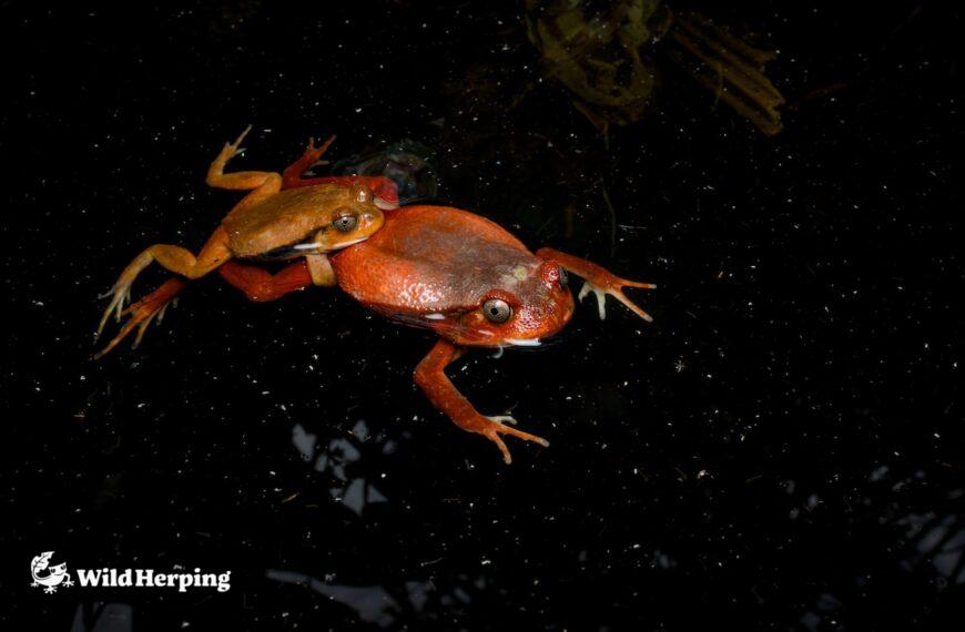 野生のトマトガエルの探し方と生息環境 | マダガスカルでハーピング!