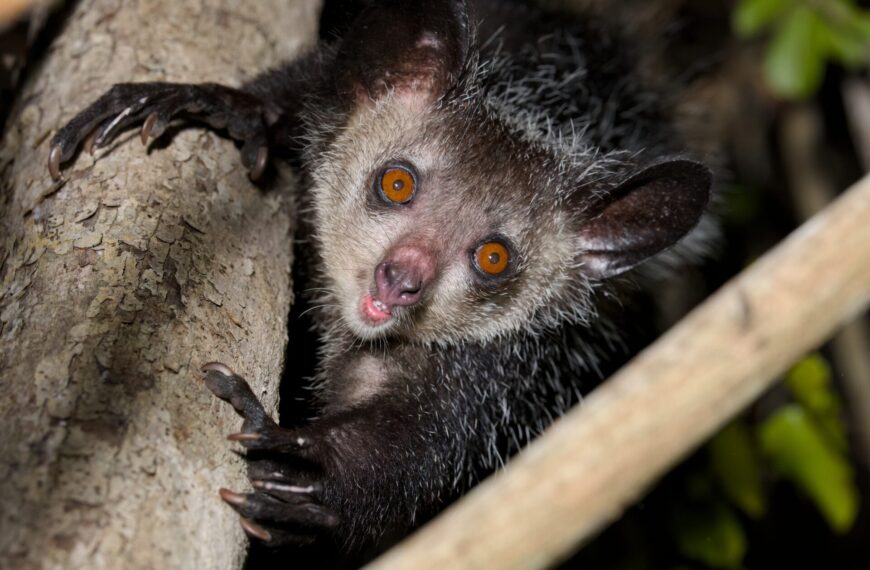 How to Observe a Wild Aye-aye