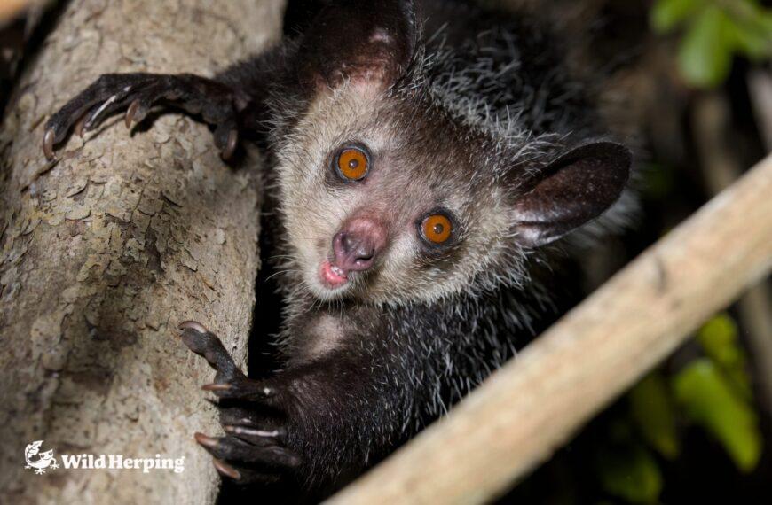 How to Observe a Wild Aye-aye