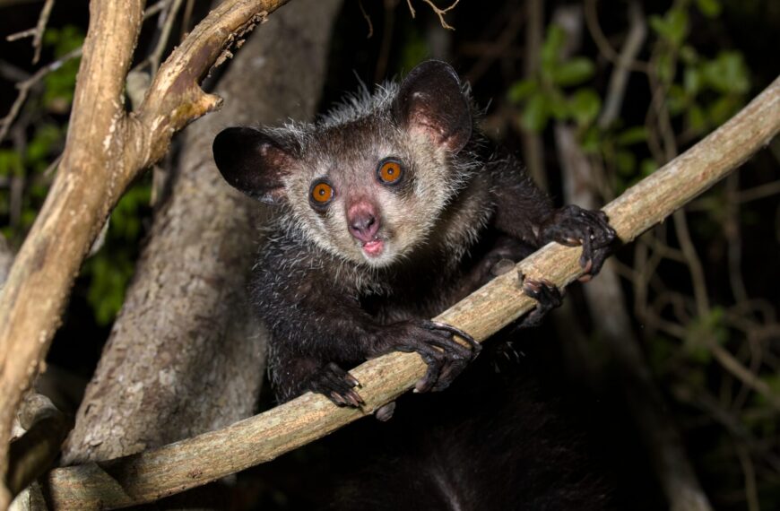 野生のアイアイを観察する方法