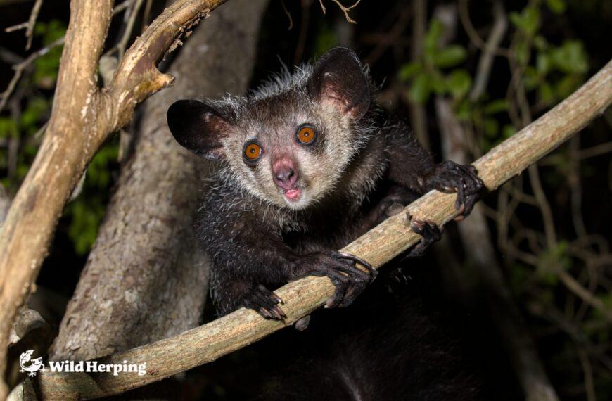 野生のアイアイを観察する方法