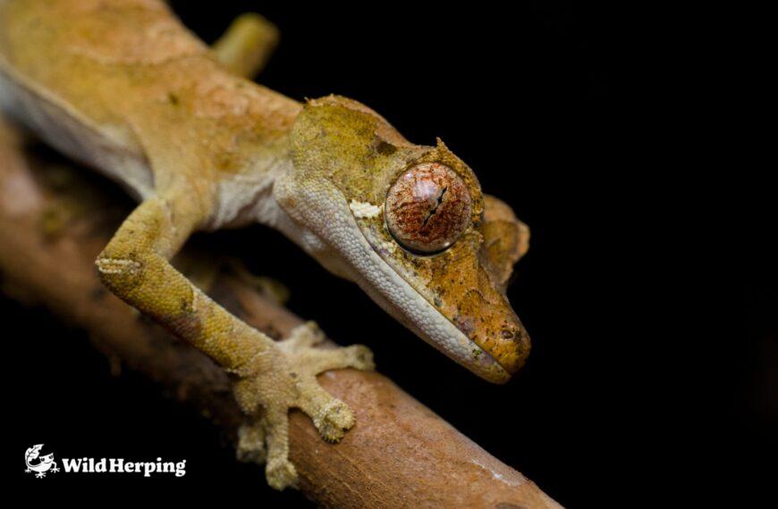 マダガスカル・アンバーマウンテン国立公園で観察した生き物たち