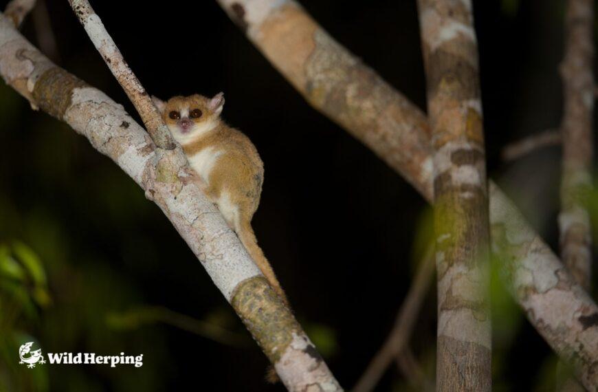 The smallest primate in the world|Berthe’s mouse lemur