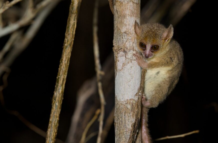 世界最小の霊長類・ベルテネズミキツネザルの観察に成功!