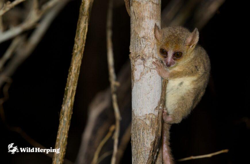 世界最小の霊長類・ベルテネズミキツネザルの観察に成功!