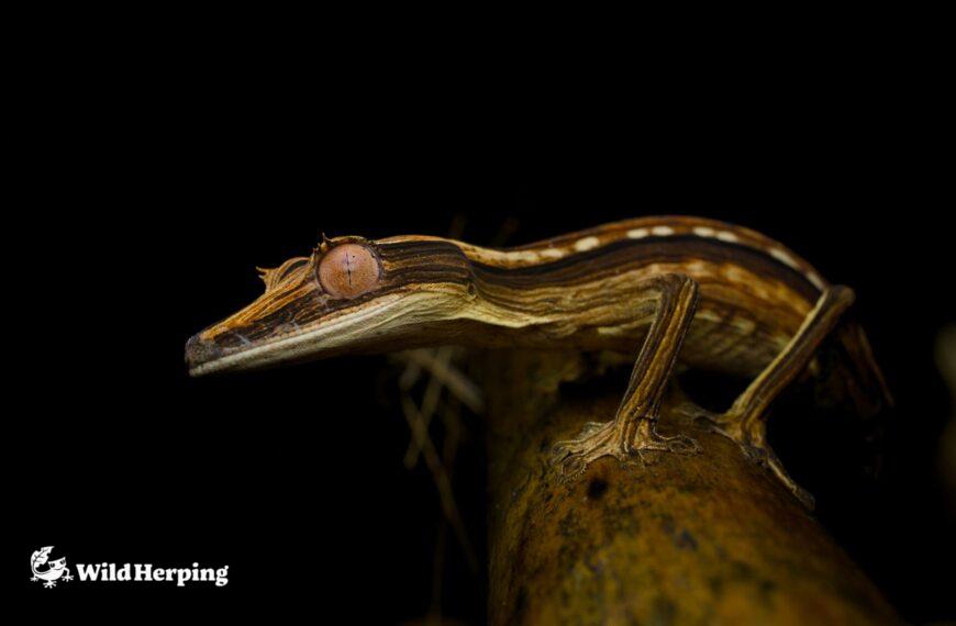 2025 Madagascar Herping Expedition Report