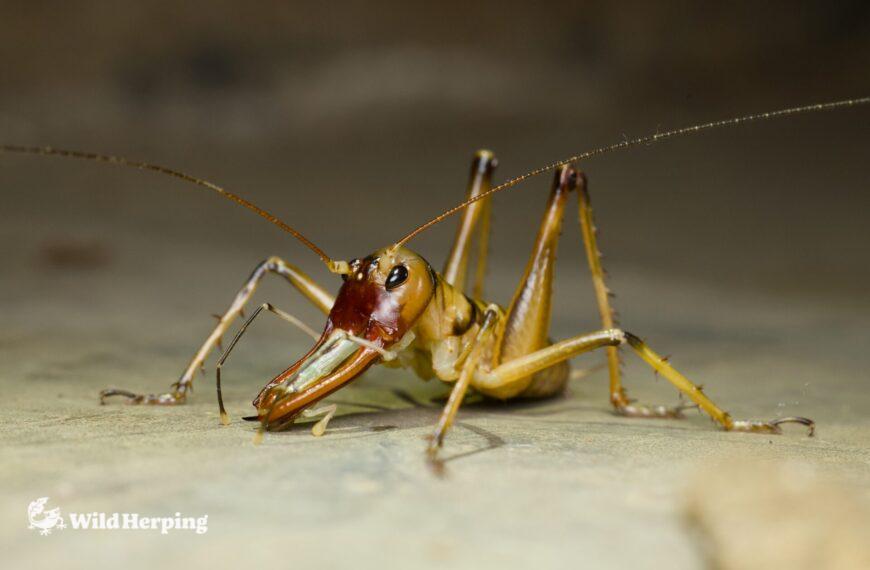 2025年度マダガスカルハーピングエクスペディションレポートその②その他の生き物たち（哺乳類、鳥、虫など）