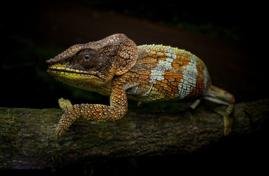 Wildlife Observed at Ambre Mountain National Park