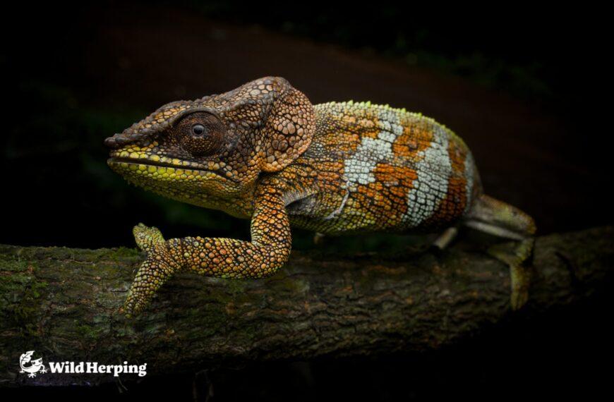 Wildlife Observed at Ambre Mountain National Park
