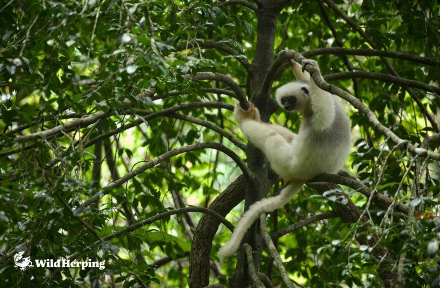 2025 Madagascar Herping Expedition Report Vol. 2: